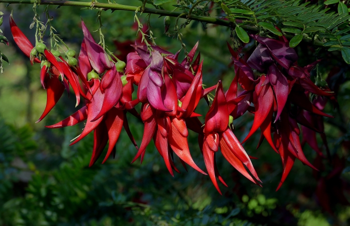 Clianthus puniceus image