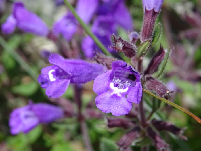 Clinopodium alpinum image
