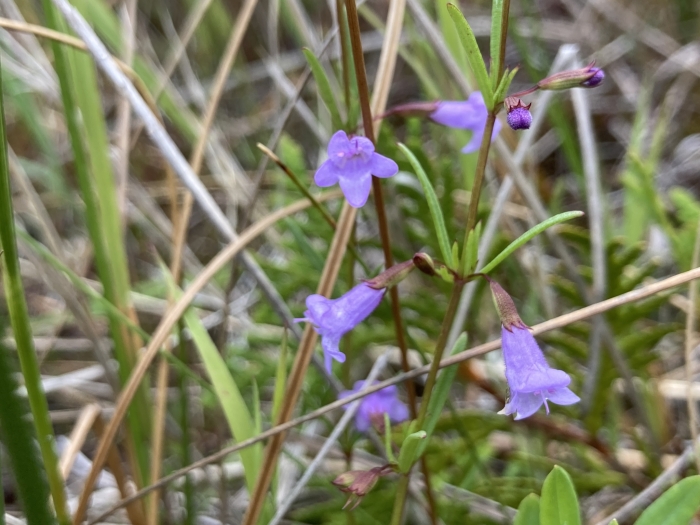 Clinopodium arkansanum image
