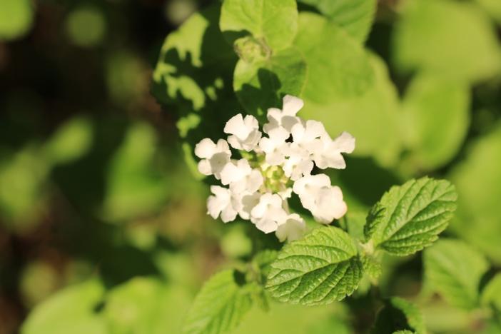 Clinopodium chandleri image
