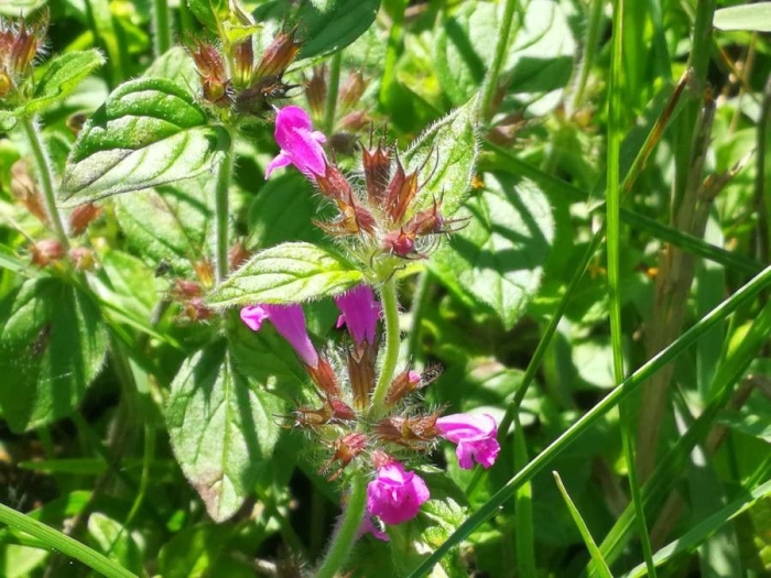 Clinopodium vulgare image