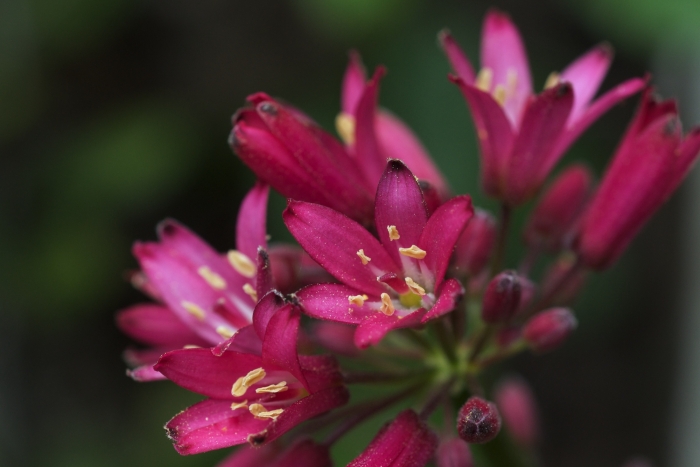 Clintonia andrewsiana image