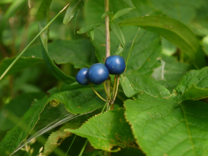 Clintonia borealis image