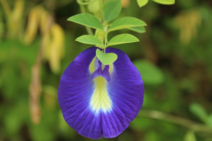 Clitoria ternatea image