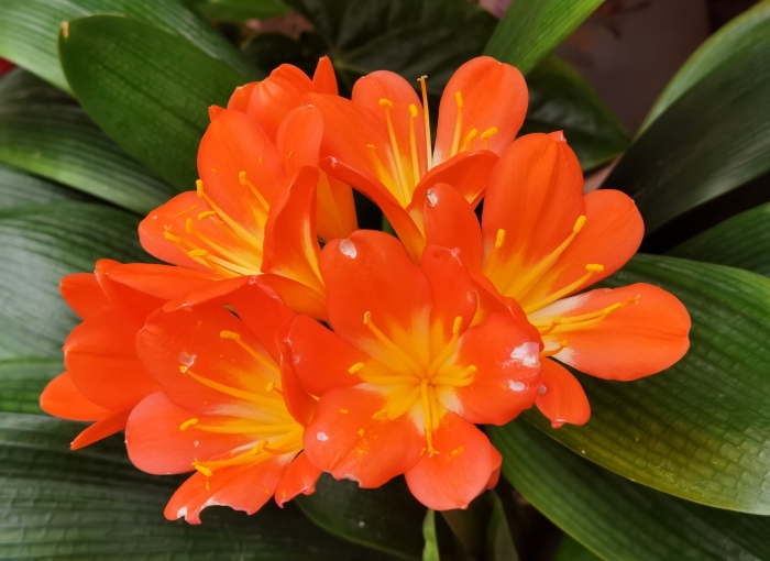 Clivia miniata image