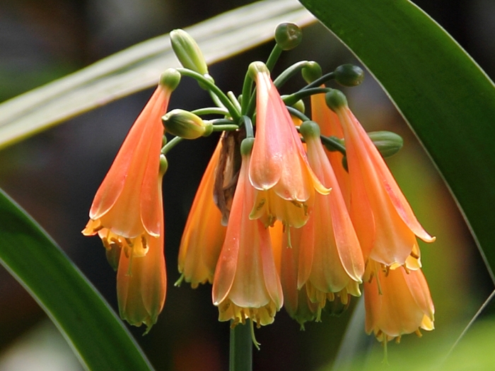 Clivia nobilis image