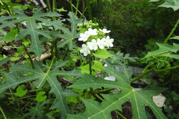 Cnidoscolus aconitifolius image
