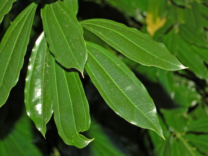 Cocculus laurifolius image