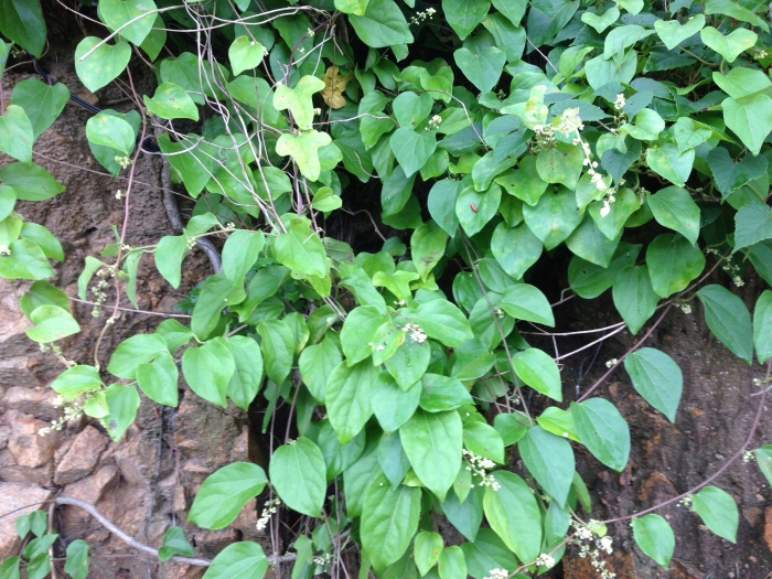 Cocculus orbiculatus image