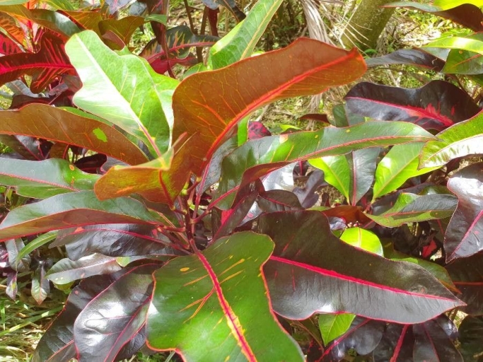 Codiaeum variegatum image