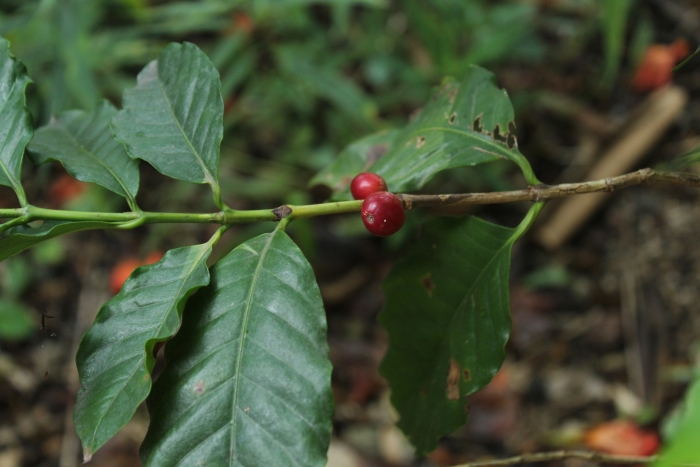 Coffea arabica image
