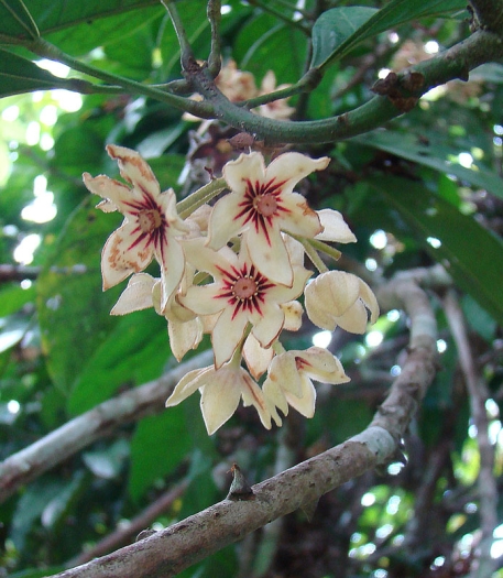 Cola acuminata image