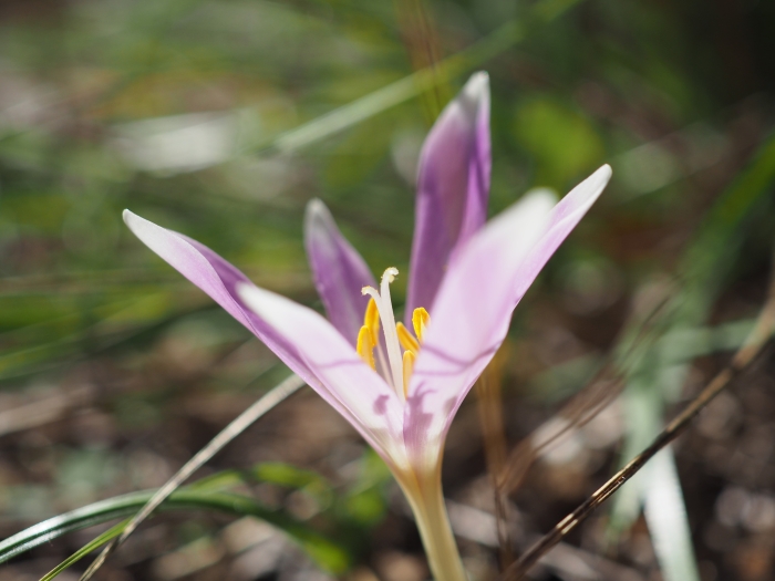 Colchicum longifolium image