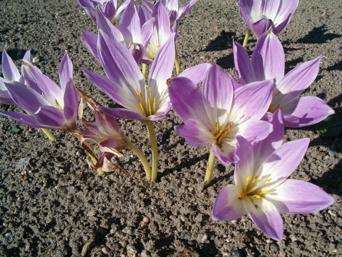 Colchicum speciosum image