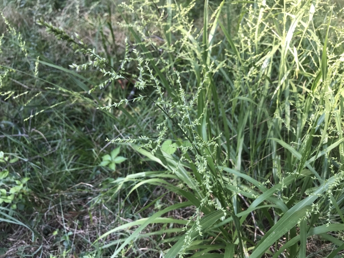 Coleataenia anceps image