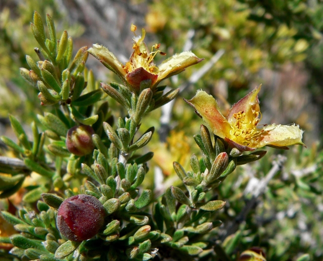 Coleogyne ramosissima image