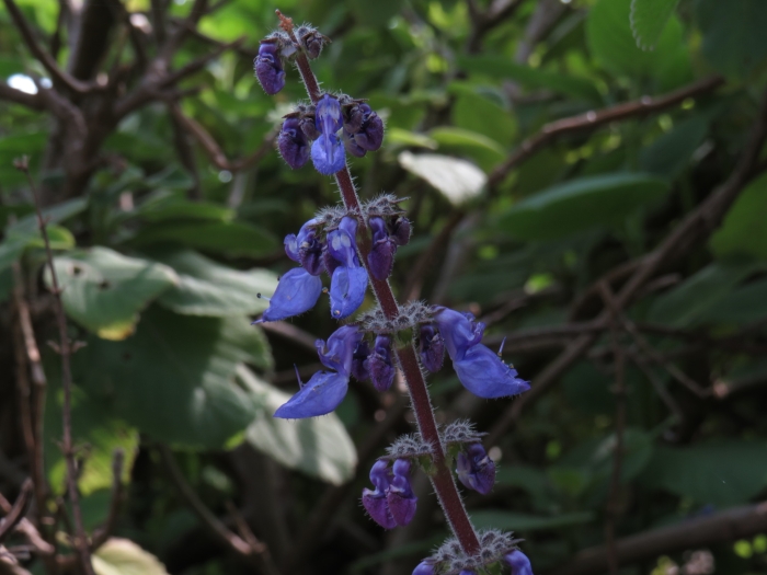 Coleus barbatus image