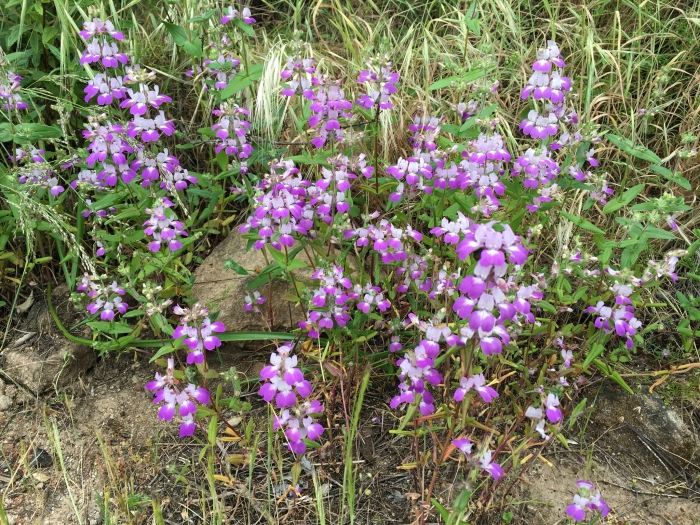 Collinsia heterophylla image