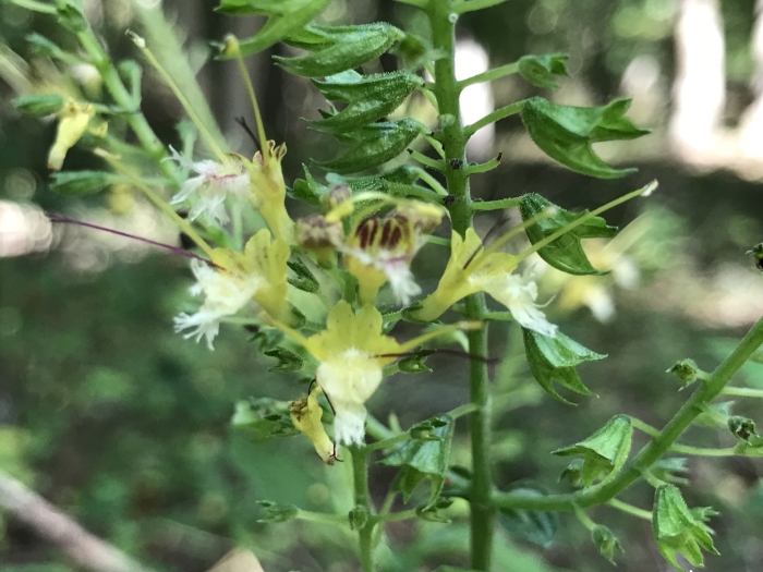 Collinsonia canadensis image