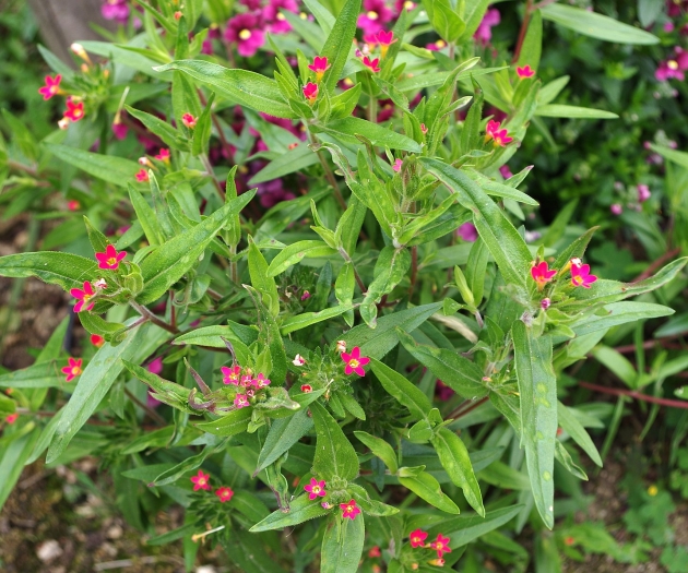 Collomia biflora image