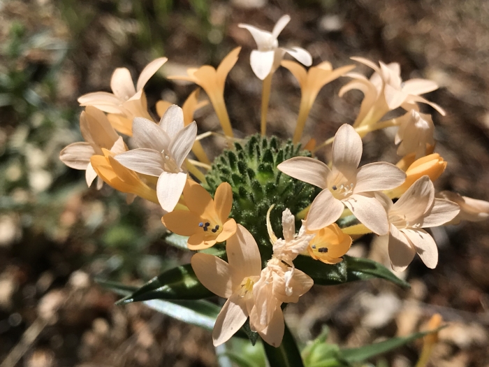Collomia grandiflora image