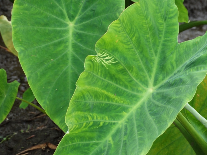 Colocasia esculenta image