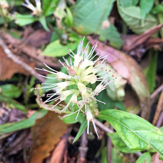 Comanthosphace japonica image