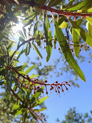 Comarostaphylis polifolia image