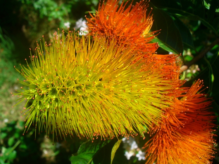 Combretum fruticosum image