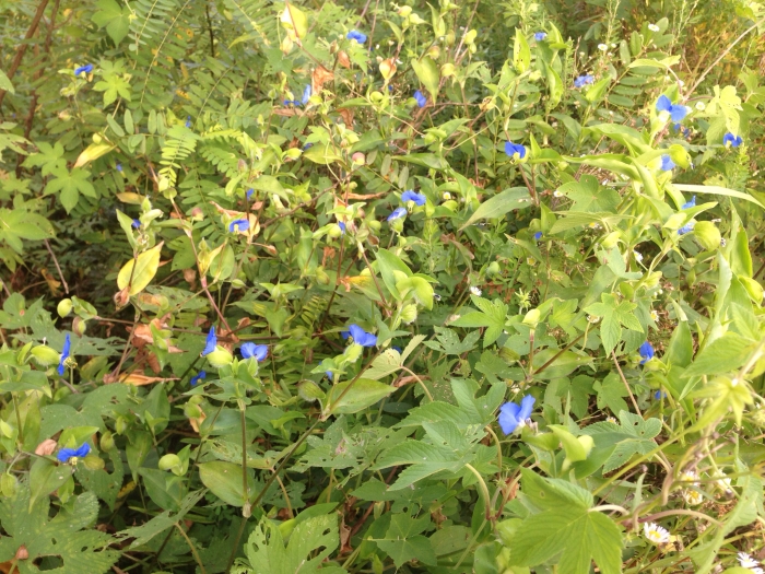 Commelina communis image