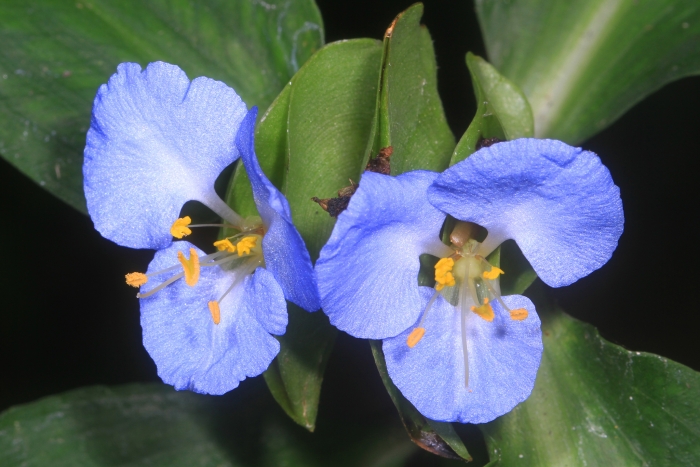 Commelina virginica image