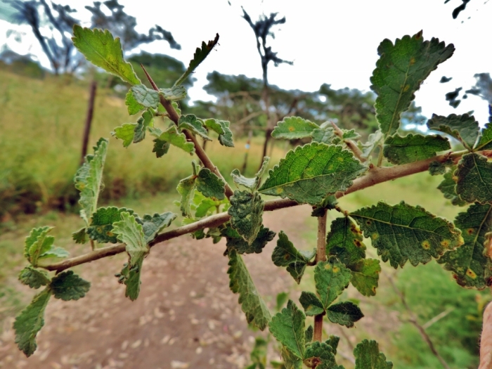 Commiphora africana image
