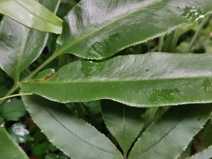 Coniogramme japonica image