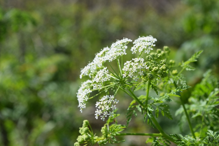Conium maculatum image