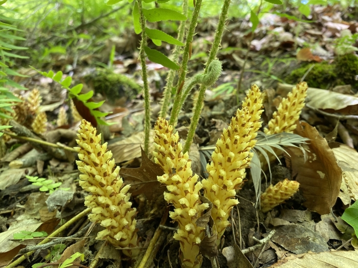 Conopholis americana image