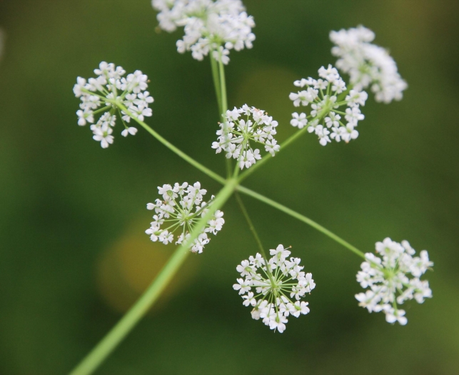 Conopodium majus image