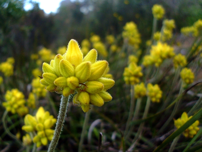 Conostylis aculeata image