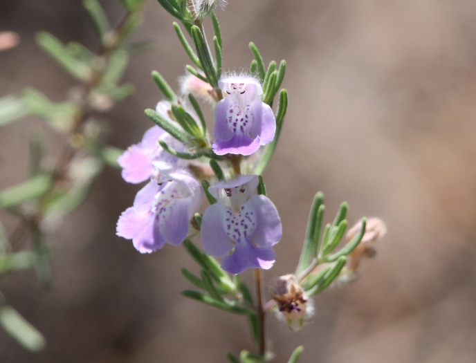 Conradina canescens image