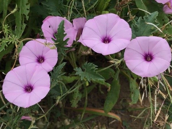 Convolvulus althaeoides image