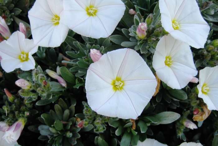 Convolvulus cneorum image