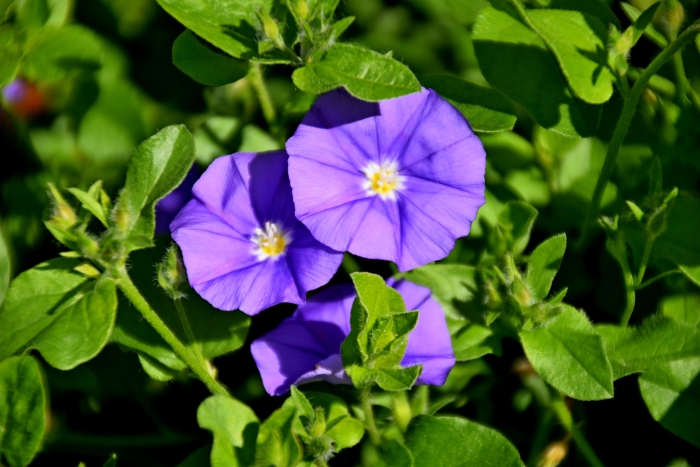 Convolvulus sabatius image