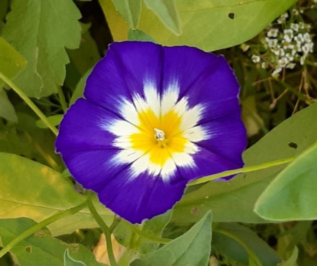 Convolvulus tricolor image