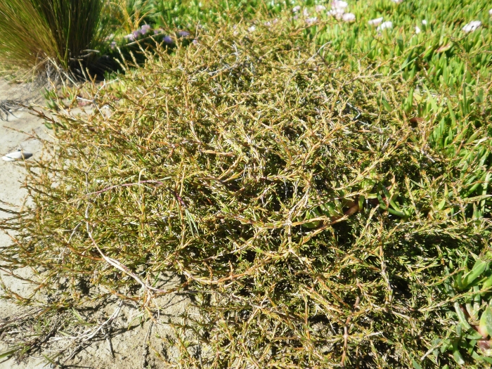 Coprosma acerosa image