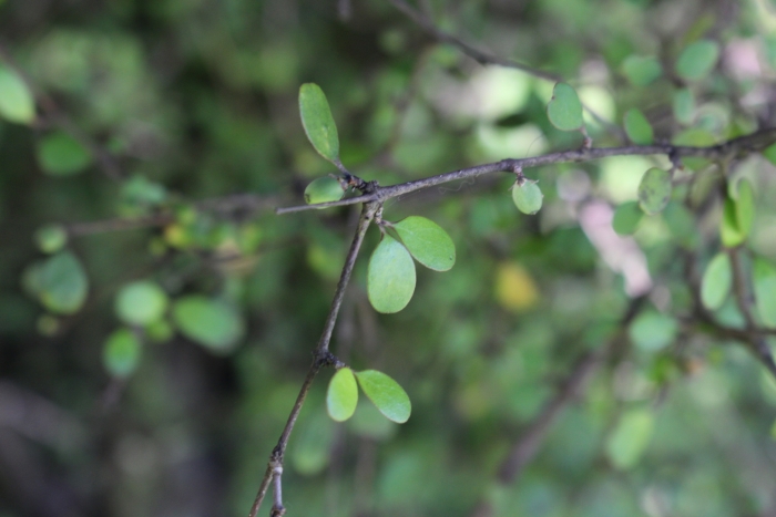 Coprosma crassifolia image