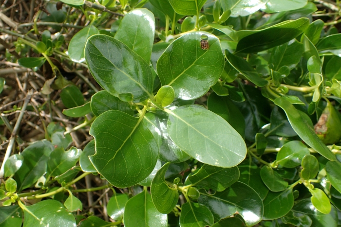 Coprosma repens image