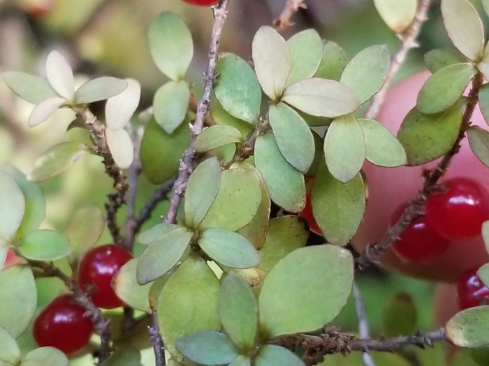 Coprosma rhamnoides image