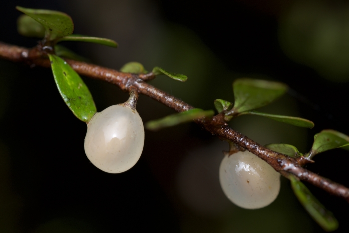 Coprosma rigida image