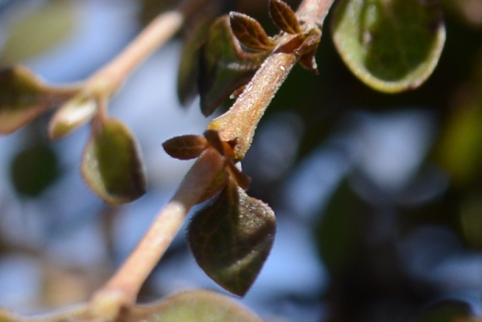 Coprosma rubra image