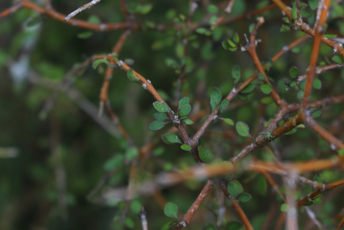 Coprosma virescens image