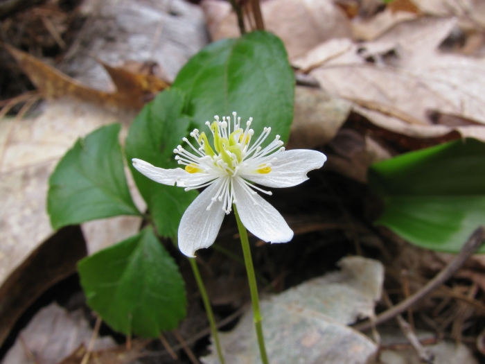 Coptis trifolia image